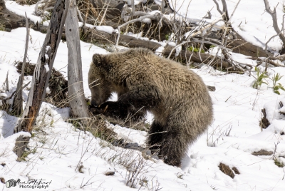 Snow and Cubs YNP May 2025